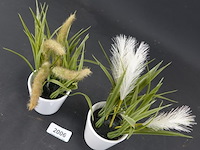 Paar plantjes in keramieken potten - afbeelding 3 van  5