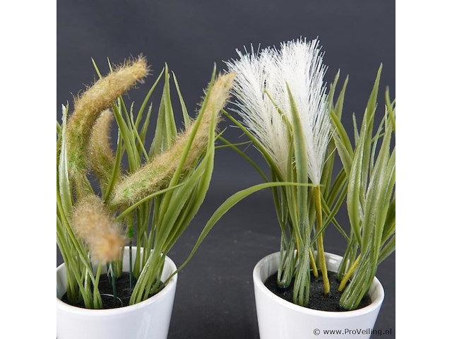 Paar plantjes in keramieken potten - afbeelding 4 van  5