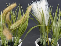 Paar plantjes in keramieken potten - afbeelding 4 van  5