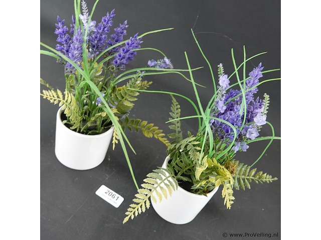 Paar plantjes in keramieken potten - afbeelding 3 van  5