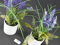 Paar plantjes in keramieken potten - afbeelding 3 van  5