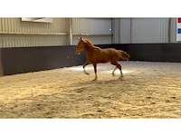 Paarden, paardenwagens en benodigdheden