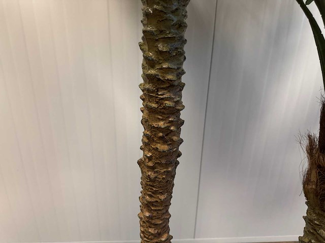 Palm tree kunstplant (210cm hoog) - afbeelding 3 van  11