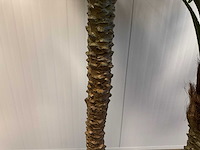 Palm tree kunstplant (210cm hoog) - afbeelding 3 van  11