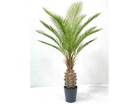 Palm tree kunstplant (2x) (150cm hoog) - afbeelding 6 van  13