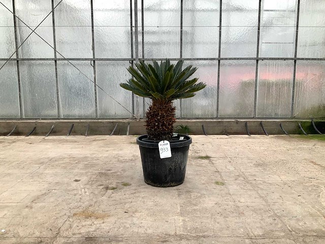 Palmboom (cycas revoluta) - afbeelding 1 van  1