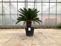 Palmboom (cycas revoluta) - afbeelding 1 van  1