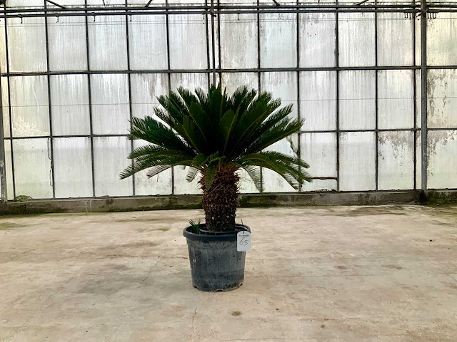 Palmboom (cycas revoluta) - afbeelding 1 van  1