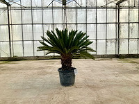 Palmboom (cycas revoluta) - afbeelding 1 van  1