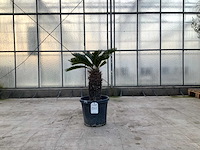 Palmboom (cycas revoluta) - afbeelding 1 van  1