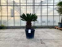 Palmboom (cycas revoluta) - afbeelding 1 van  1