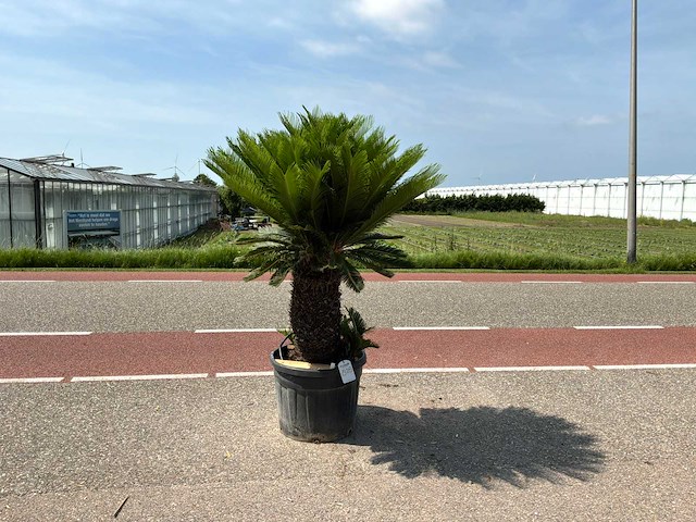 Palmboom (cycas revoluta) - afbeelding 1 van  1