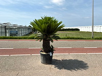 Palmboom (cycas revoluta) - afbeelding 1 van  1