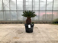 Palmboom (cycas revoluta) - afbeelding 1 van  1