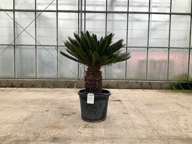 Palmboom (cycas revoluta) - afbeelding 1 van  1