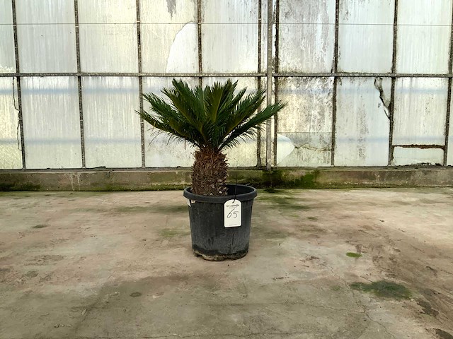 Palmboom (cycas revoluta) - afbeelding 1 van  1