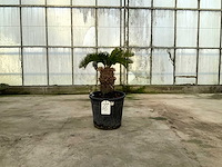 Palmboom (cycas revoluta) - afbeelding 1 van  1