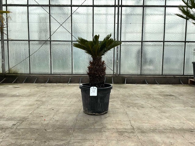 Palmboom (cycas revoluta) - afbeelding 1 van  1