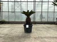 Palmboom (cycas revoluta) - afbeelding 1 van  1