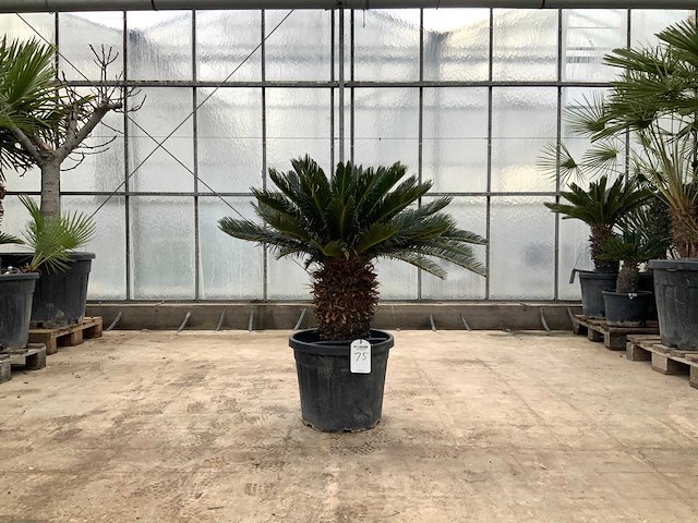 Palmboom (cycas revoluta) - afbeelding 1 van  1