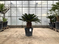 Palmboom (cycas revoluta) - afbeelding 1 van  1