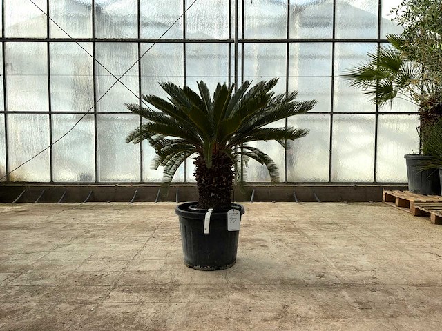 Palmboom (cycas revoluta) - afbeelding 1 van  1