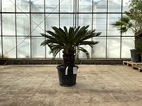 Palmboom (cycas revoluta) - afbeelding 1 van  1