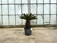 Palmboom (cycas revoluta) - afbeelding 1 van  1