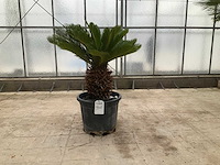 Palmboom (cycas revoluta) - afbeelding 1 van  1