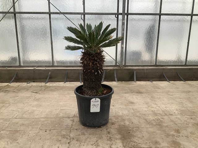 Palmboom (cycas revoluta) - afbeelding 1 van  1
