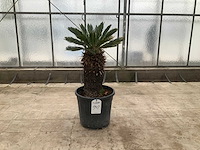 Palmboom (cycas revoluta) - afbeelding 1 van  1