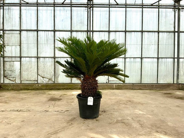 Palmboom (cycas revoluta) - afbeelding 1 van  1