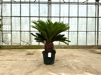 Palmboom (cycas revoluta) - afbeelding 1 van  1