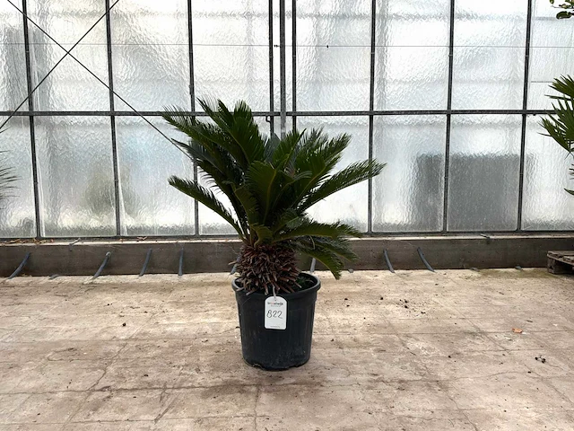 Palmboom (cycas revoluta) - afbeelding 1 van  1