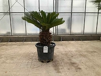 Palmboom (cycas revoluta)