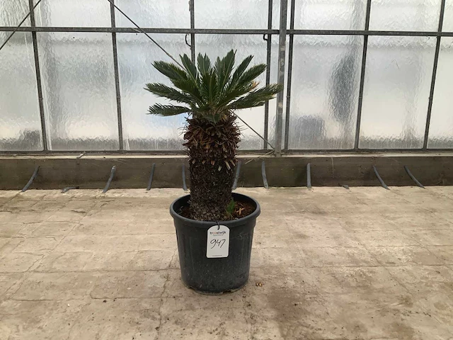 Palmboom (cycas revoluta) - afbeelding 1 van  1