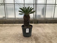 Palmboom (cycas revoluta)