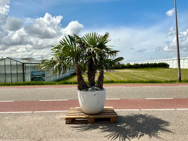 Palmboom driestam in sierpot (trachycarpus fortunei) - afbeelding 1 van  1
