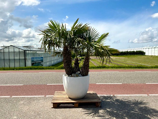 Palmboom driestam in sierpot (trachycarpus fortunei) - afbeelding 1 van  1