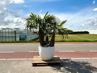 Palmboom driestam in sierpot (trachycarpus fortunei) - afbeelding 1 van  1