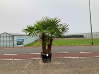 Palmboom driestam (trachycarpus fortunei) - afbeelding 1 van  1