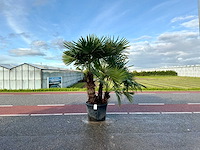 Palmboom driestam (trachycarpus fortunei) - afbeelding 1 van  1
