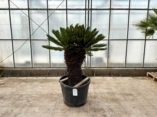 Palmboom dubbele kop (cycas revoluta) - afbeelding 1 van  1