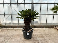 Palmboom dubbele kop (cycas revoluta) - afbeelding 1 van  1