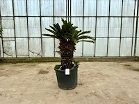 Palmboom dubbele kop (cycas revoluta)