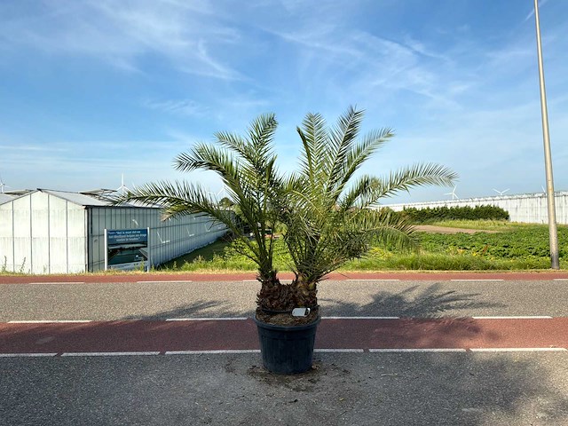 Palmboom dubbelstam (phoenix canariensis) - afbeelding 1 van  1