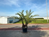 Palmboom dubbelstam (phoenix canariensis) - afbeelding 1 van  1