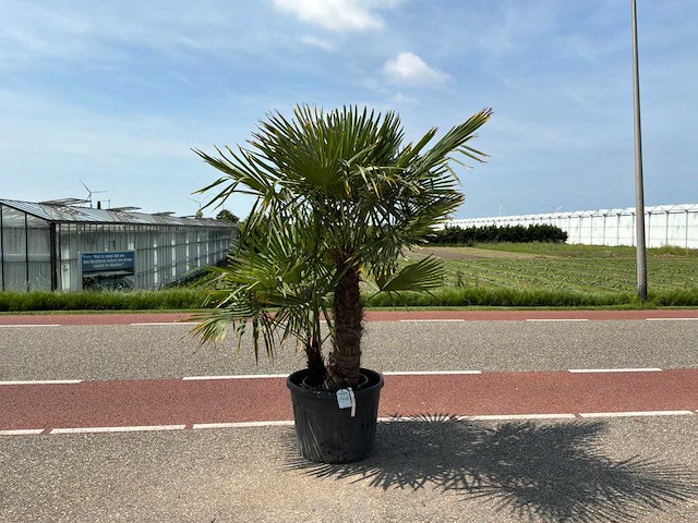 Palmboom dubbelstam (trachycarpus fortunei) - afbeelding 1 van  1