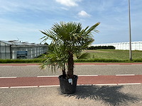 Palmboom dubbelstam (trachycarpus fortunei) - afbeelding 1 van  1