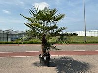 Palmboom dubbelstam (trachycarpus fortunei) - afbeelding 1 van  1
